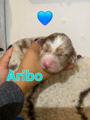 Les chiots de Berger Australien