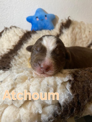 Les chiots de Berger Australien