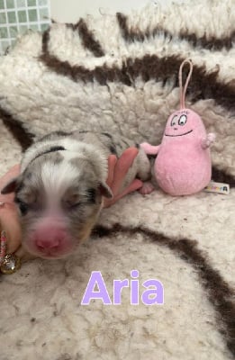 Les chiots de Berger Australien