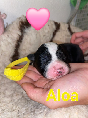 Les chiots de Berger Australien