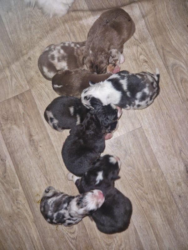 Berger Australien - Aux Delices De Pim'se