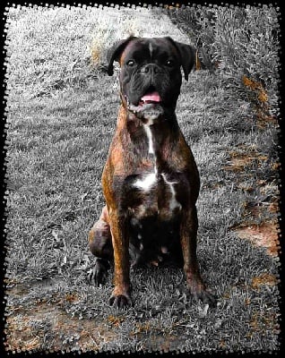 Des Gardiens Du Bois Cornu