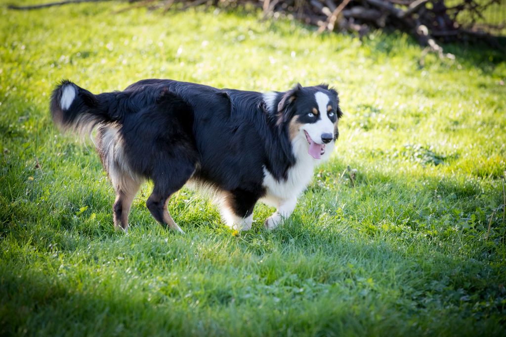 Saphir De L'amour De L'arche de Noëlle