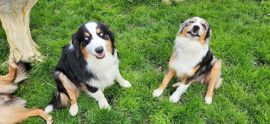 Saphir De L'amour De L'arche de Noëlle