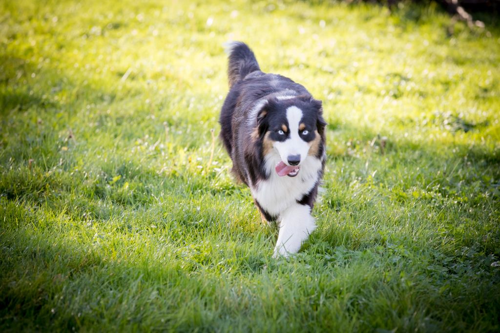 Saphir De L'amour De L'arche de Noëlle