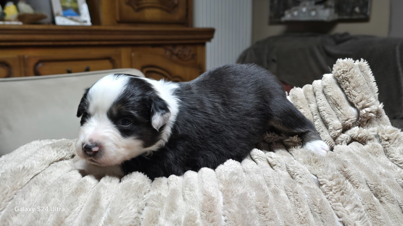 Berger Australien - De L'amour De L'arche de Noëlle