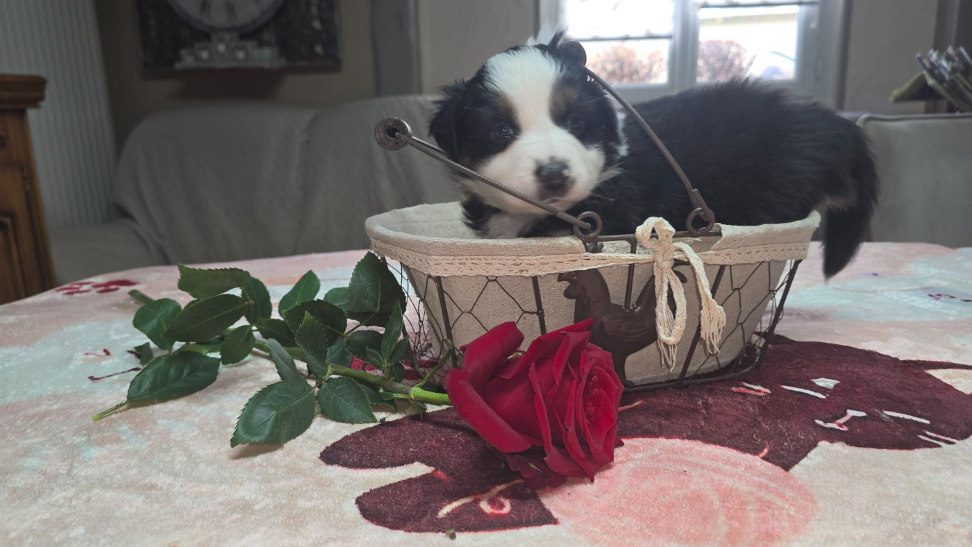 Berger Australien - De L'amour De L'arche de Noëlle