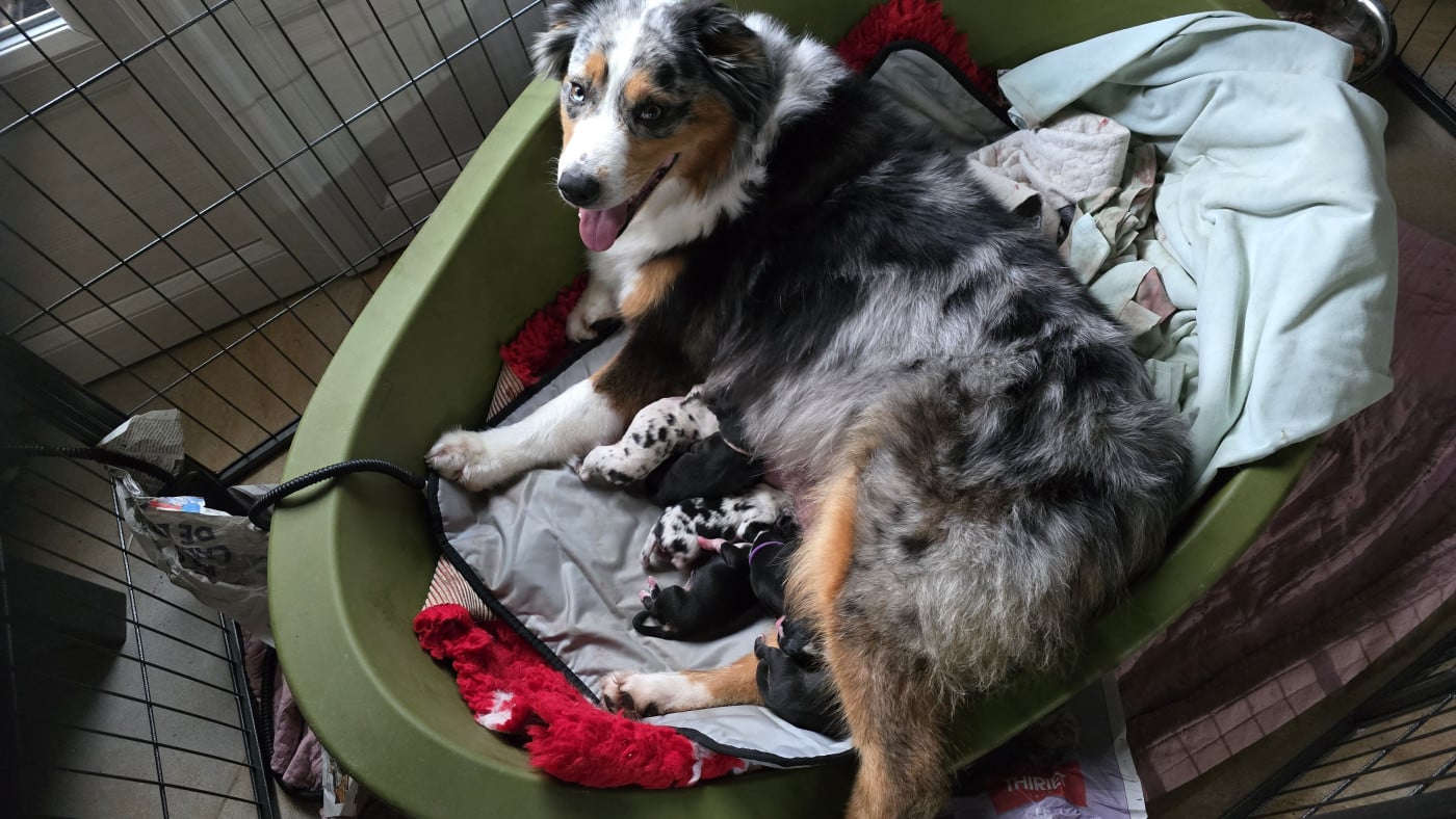 Berger Australien - De L'amour De L'arche de Noëlle