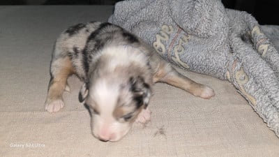 Les chiots de Berger Australien