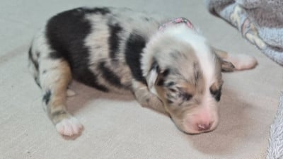 Les chiots de Berger Australien