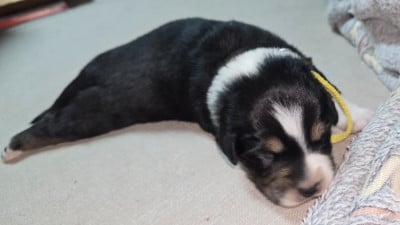 Les chiots de Berger Australien