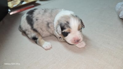 Les chiots de Berger Australien