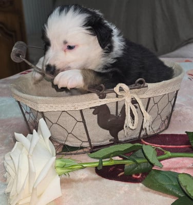 Les chiots de Berger Australien