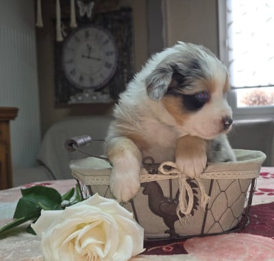 Les chiots de Berger Australien