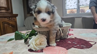 Les chiots de Berger Australien