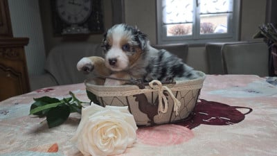 Les chiots de Berger Australien