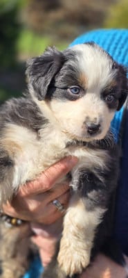 Les chiots de Berger Australien