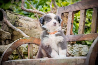 Les chiots de Berger Australien
