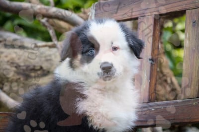 Les chiots de Berger Australien