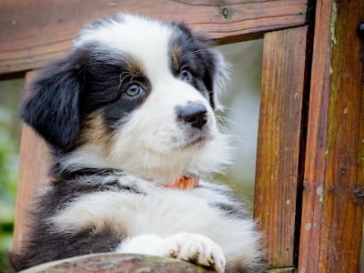 Les chiots de Berger Australien