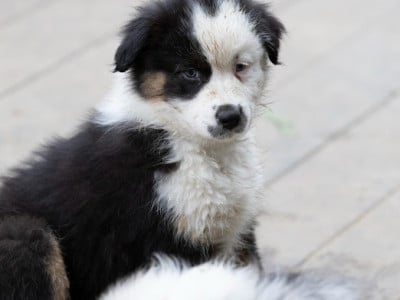 Les chiots de Berger Australien