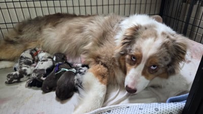 Les chiots de Berger Australien