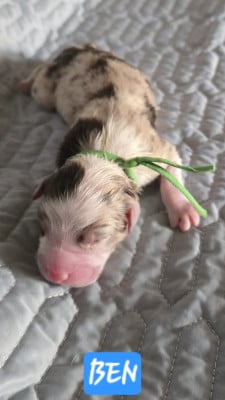 Les chiots de Berger Australien