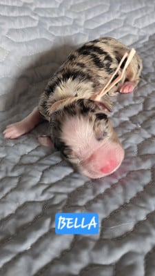 Les chiots de Berger Australien