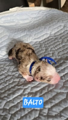 Les chiots de Berger Australien