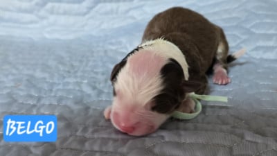 Les chiots de Berger Australien