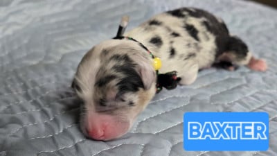 Les chiots de Berger Australien