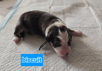 Les chiots de Berger Australien