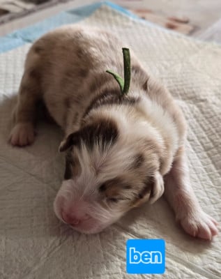 Les chiots de Berger Australien