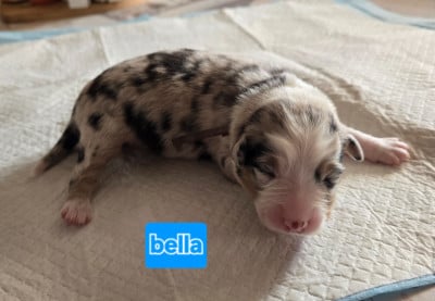 Les chiots de Berger Australien