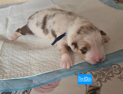 Les chiots de Berger Australien