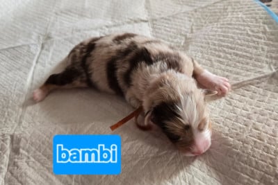 Les chiots de Berger Australien