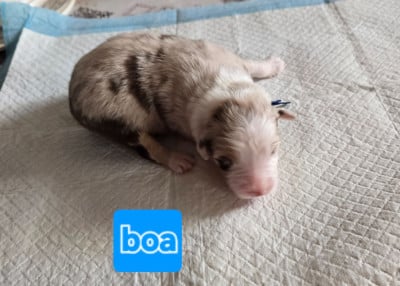 Les chiots de Berger Australien