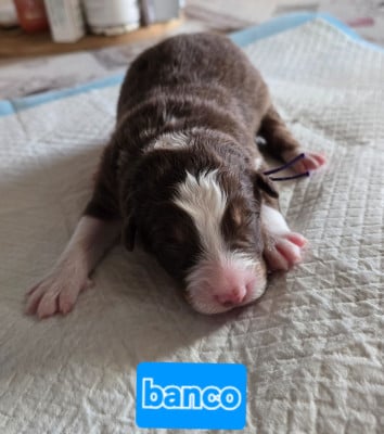 Les chiots de Berger Australien