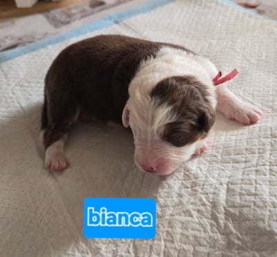 Les chiots de Berger Australien