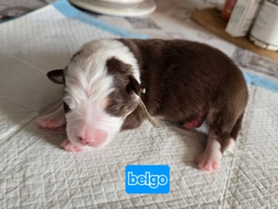Les chiots de Berger Australien