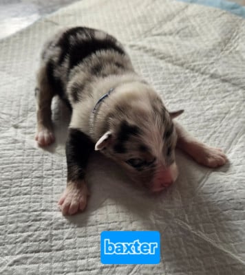 Les chiots de Berger Australien