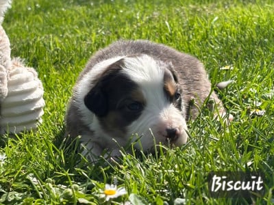 Les chiots de Berger Australien