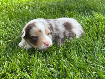 Les chiots de Berger Australien