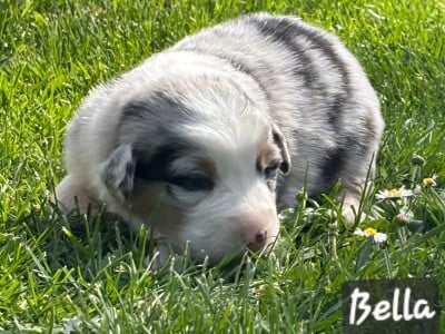 Les chiots de Berger Australien