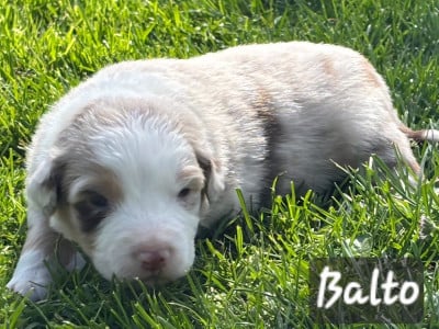 Les chiots de Berger Australien