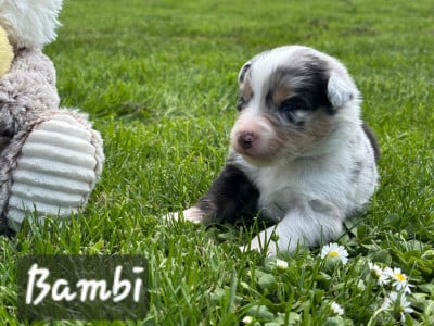 Les chiots de Berger Australien