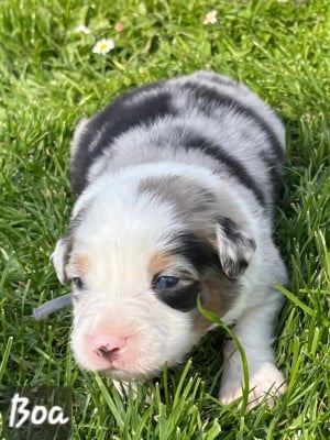 Les chiots de Berger Australien
