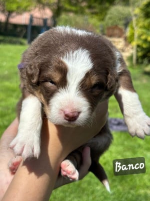 Les chiots de Berger Australien