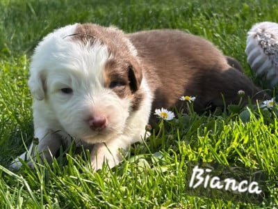 Les chiots de Berger Australien