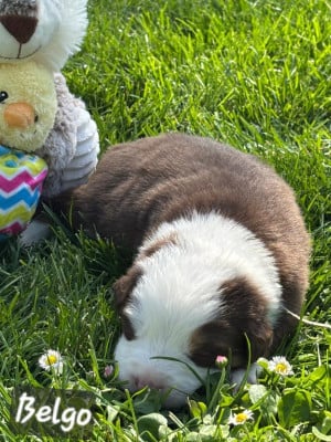 Les chiots de Berger Australien